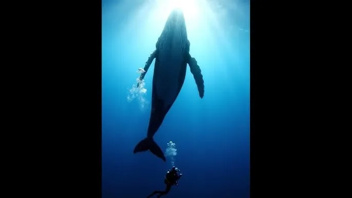 阿凡达2百度影音 - 深蓝星球：探索海洋深处的未知世界
